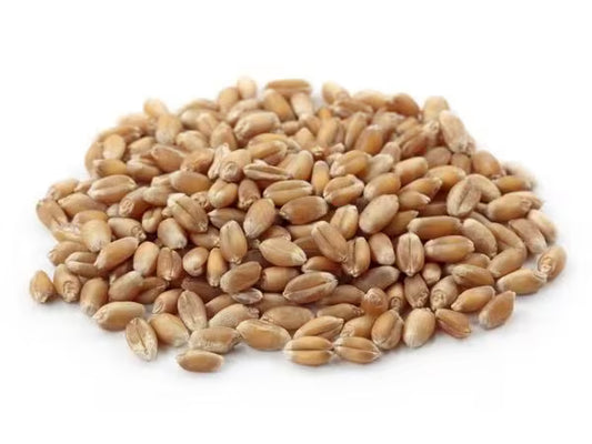 Trigo Em Grãos 100g